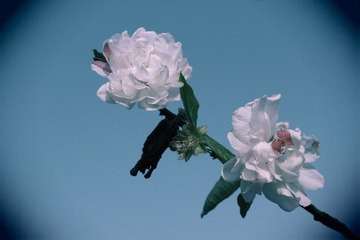 将落之花