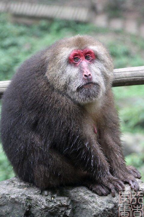 峨眉山猕猴居士<br />
