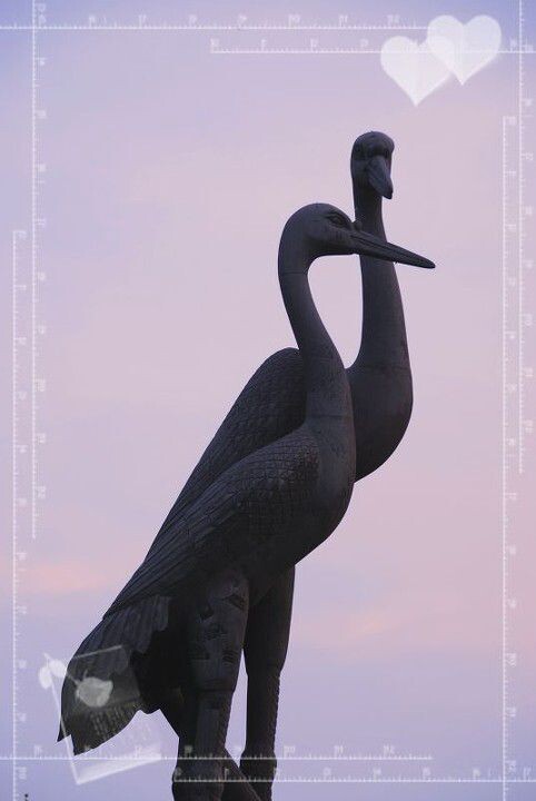 黄鹤归来<br />
