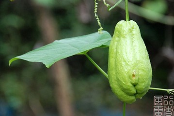菜瓜
