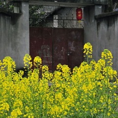 田野 (1)