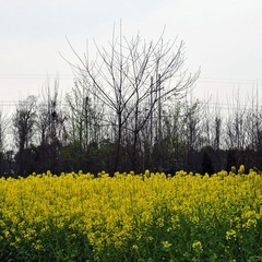 田野 (2)