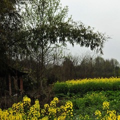 田野 (3)