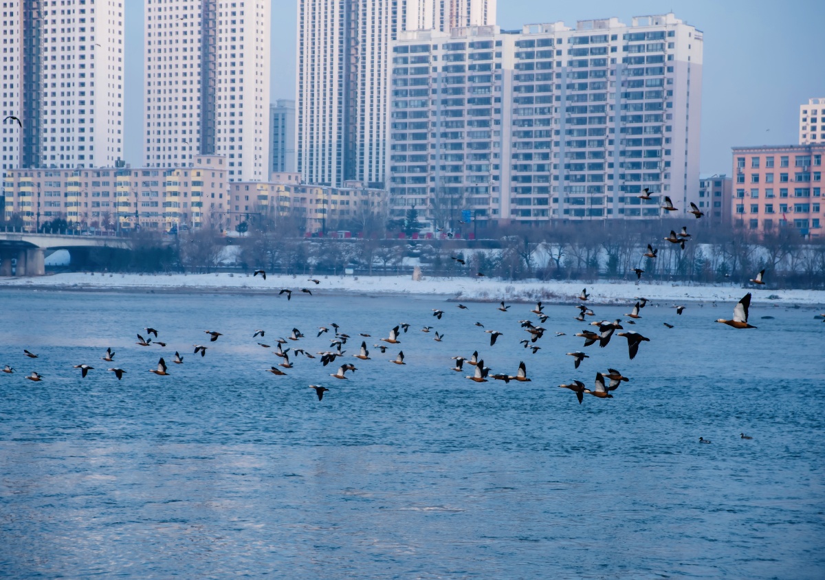 与城市共舞吉林市长白岛江边