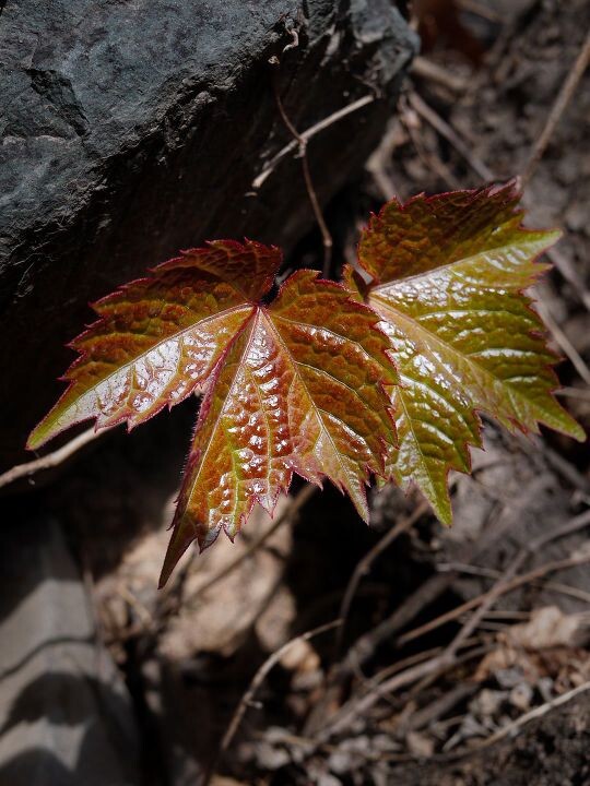 石上的叶<br />
房山车厂村三盆山