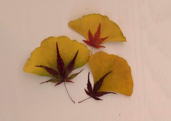 油菜花