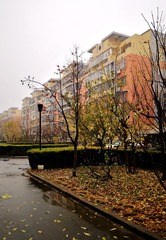 油菜花