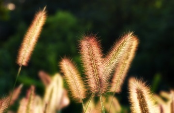 IMGP5919_
