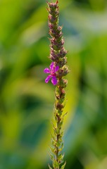 IMGP5921_