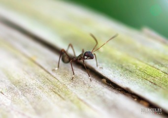 IMGP5836_1