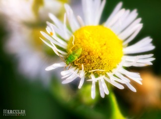 IMGP5846_1