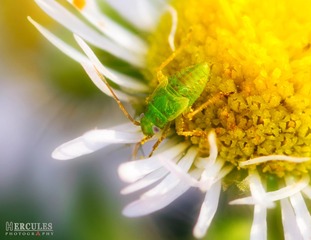 IMGP5846小_1