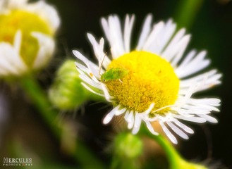 IMGP5848_1