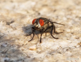 IMGP5867_1
