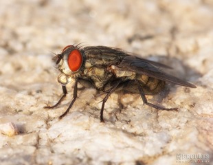IMGP5885_1