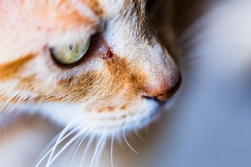 黄猫