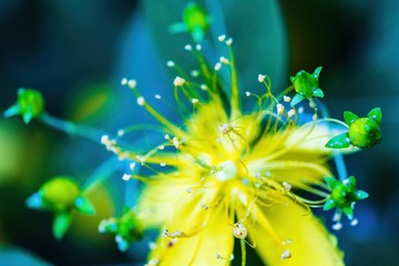 金丝桃花蕊