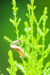鼻涕虫-蜗牛