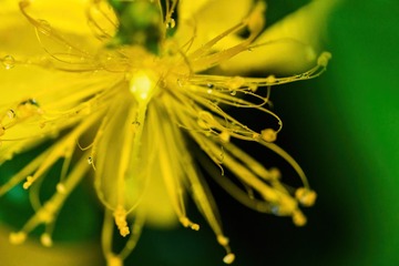 金丝桃花蕊特写