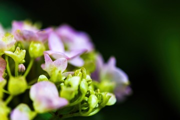 绣球花