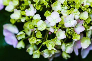 绣球花