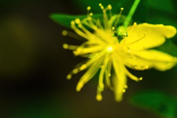 金丝桃花蕊特写