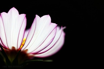 波斯菊