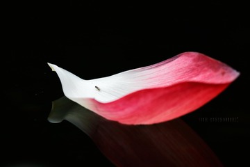 莲花船