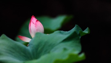 荷