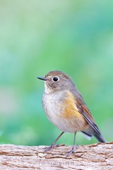 红胁蓝尾鸲