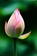 荷