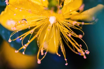 雨后金丝桃