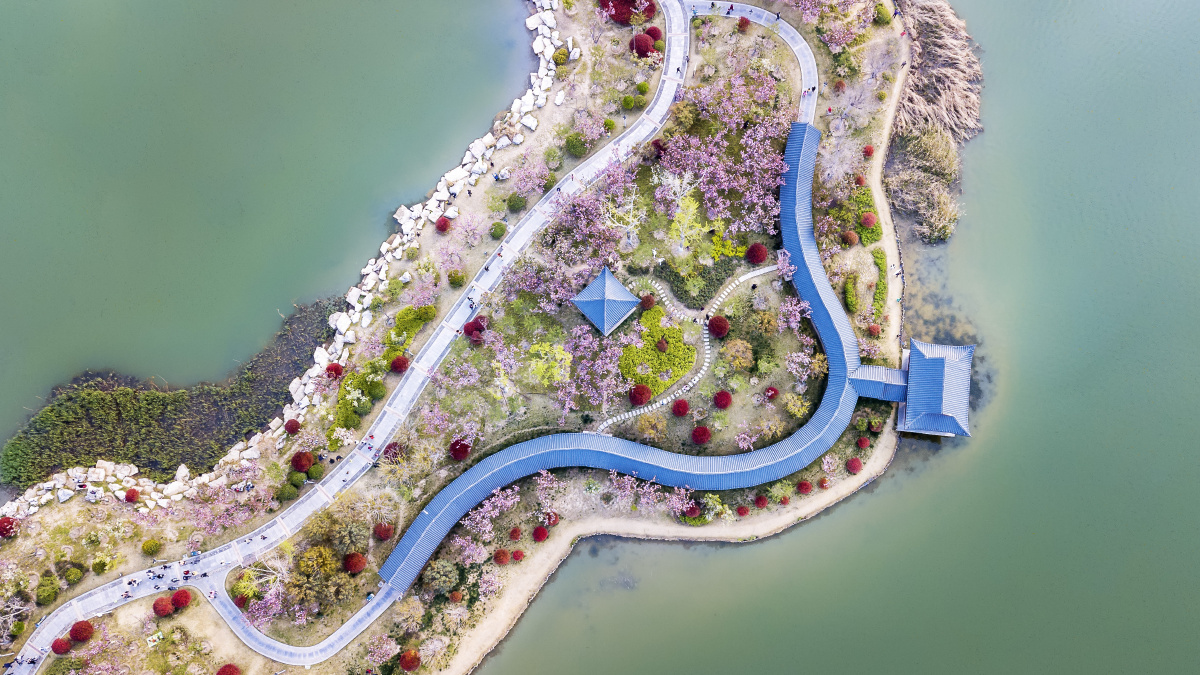 鸟瞰樱花岛拍摄于商丘日月湖