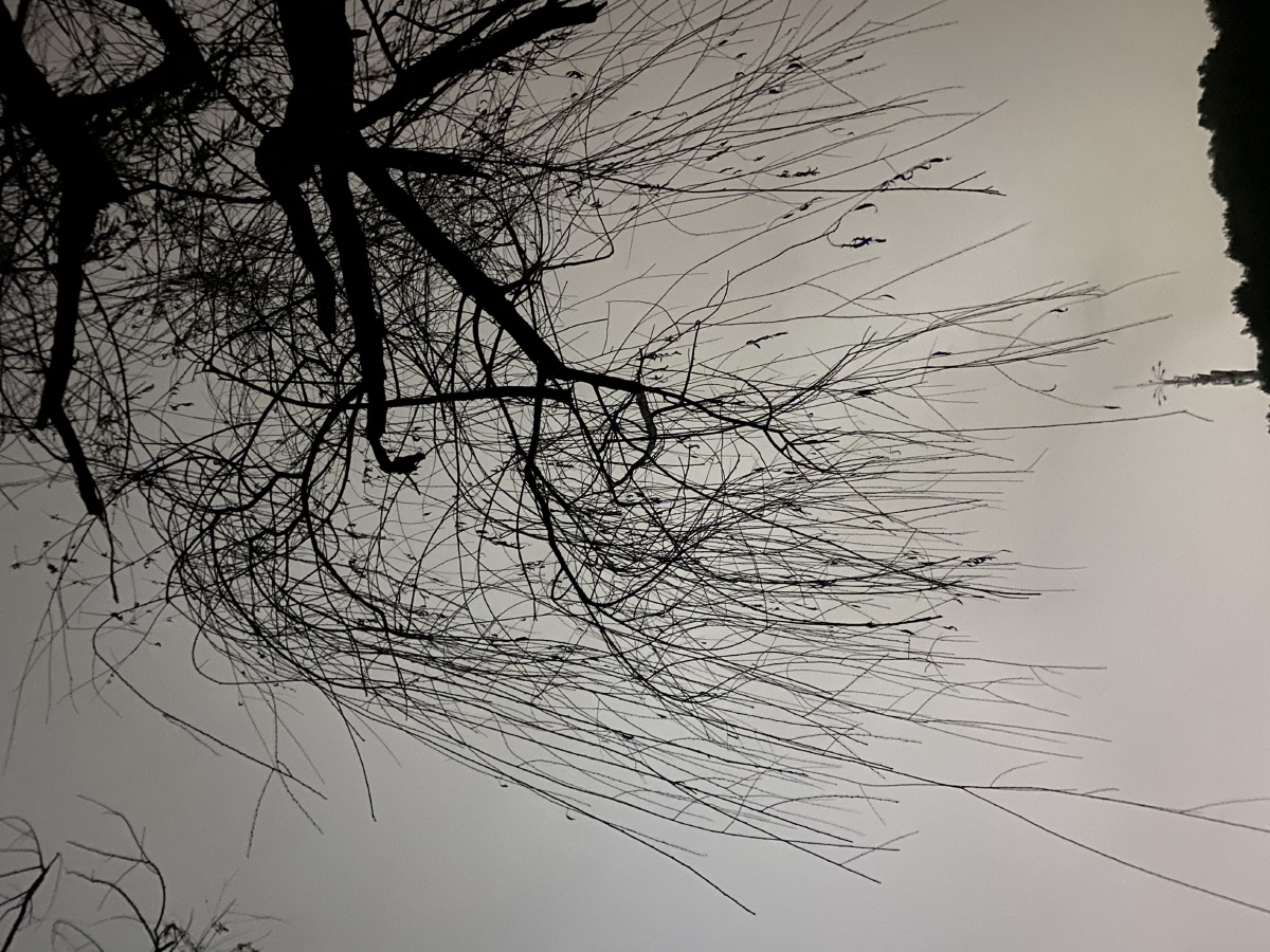 公园某角落的单车夜晚的柳树