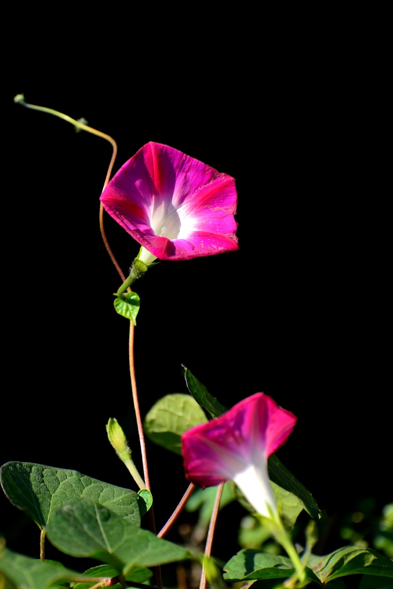 800_1200竖版 竖屏