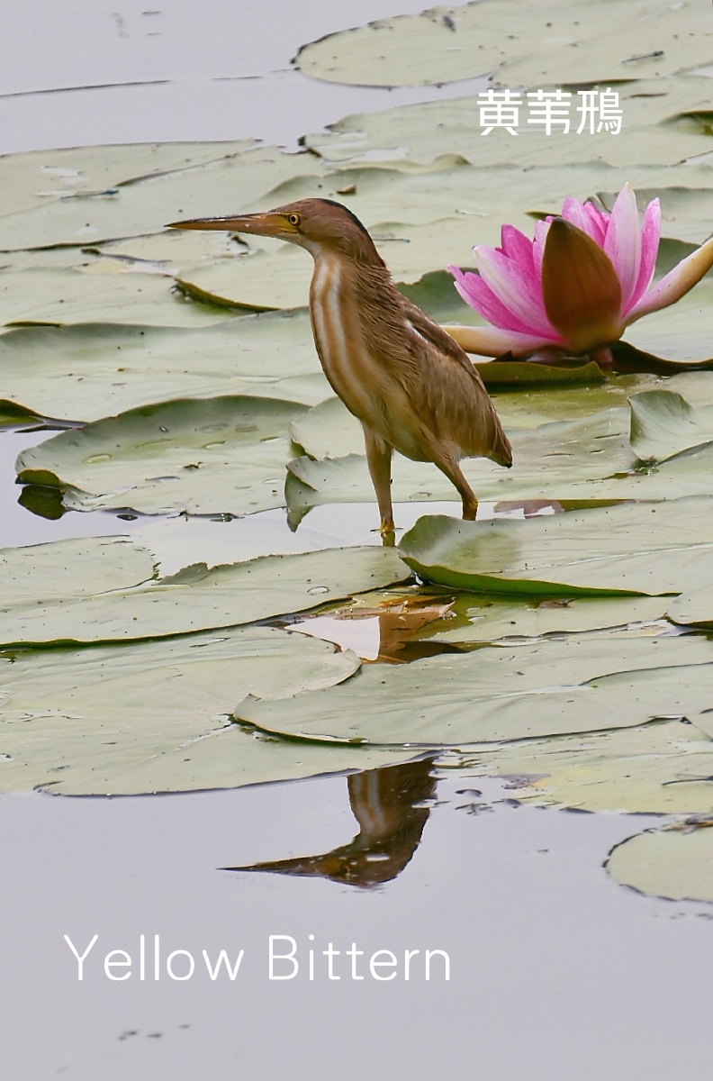 黄苇鳽英文名yellowbittern学名ixobrychussinensis是鹈形目鹭科苇鳽