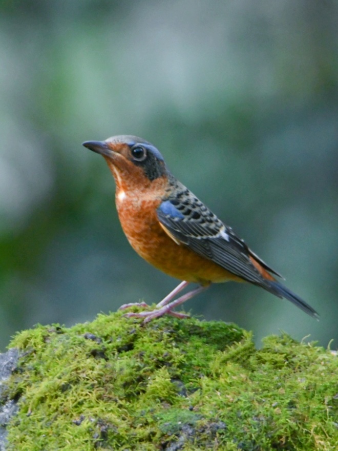 鸫属的鸟类别名白喉石鸫虎皮翠葫芦翠蓝头矶鸫是体型小的矶鸫第一次拍
