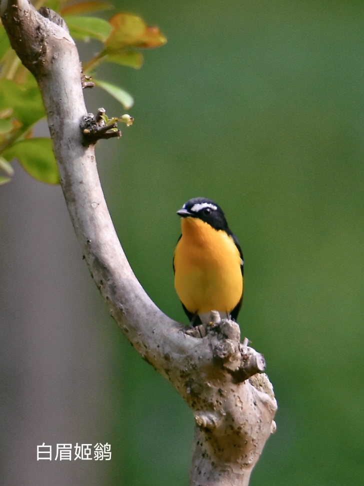 雄鸟上体黑色,下体黄色,具白色眉纹和白色