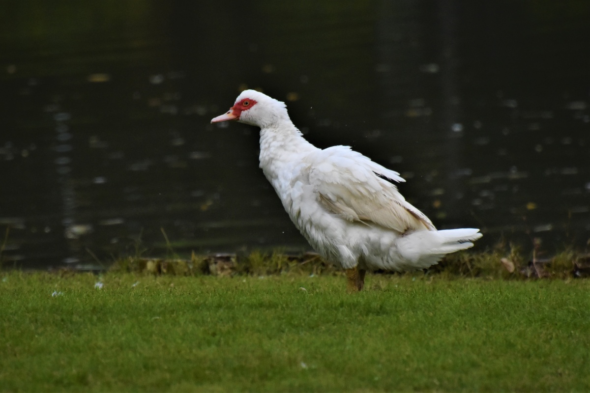 疣鼻栖鸭英文名muscovyduck学名cairinamoschata是雁形目鸭科栖鸭属的