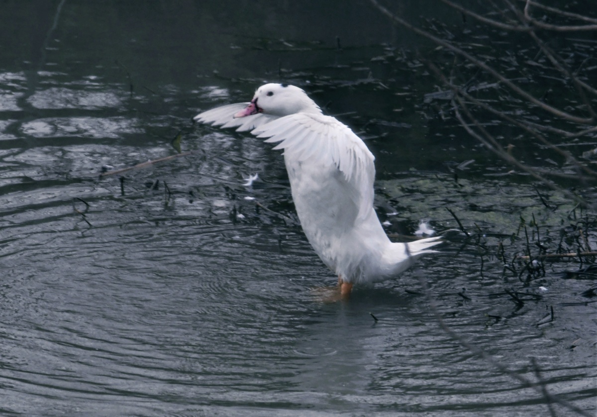 扁嘴天鹅(英文名:coscoroba swan,学名:coscoroba coscoroba),是雁形