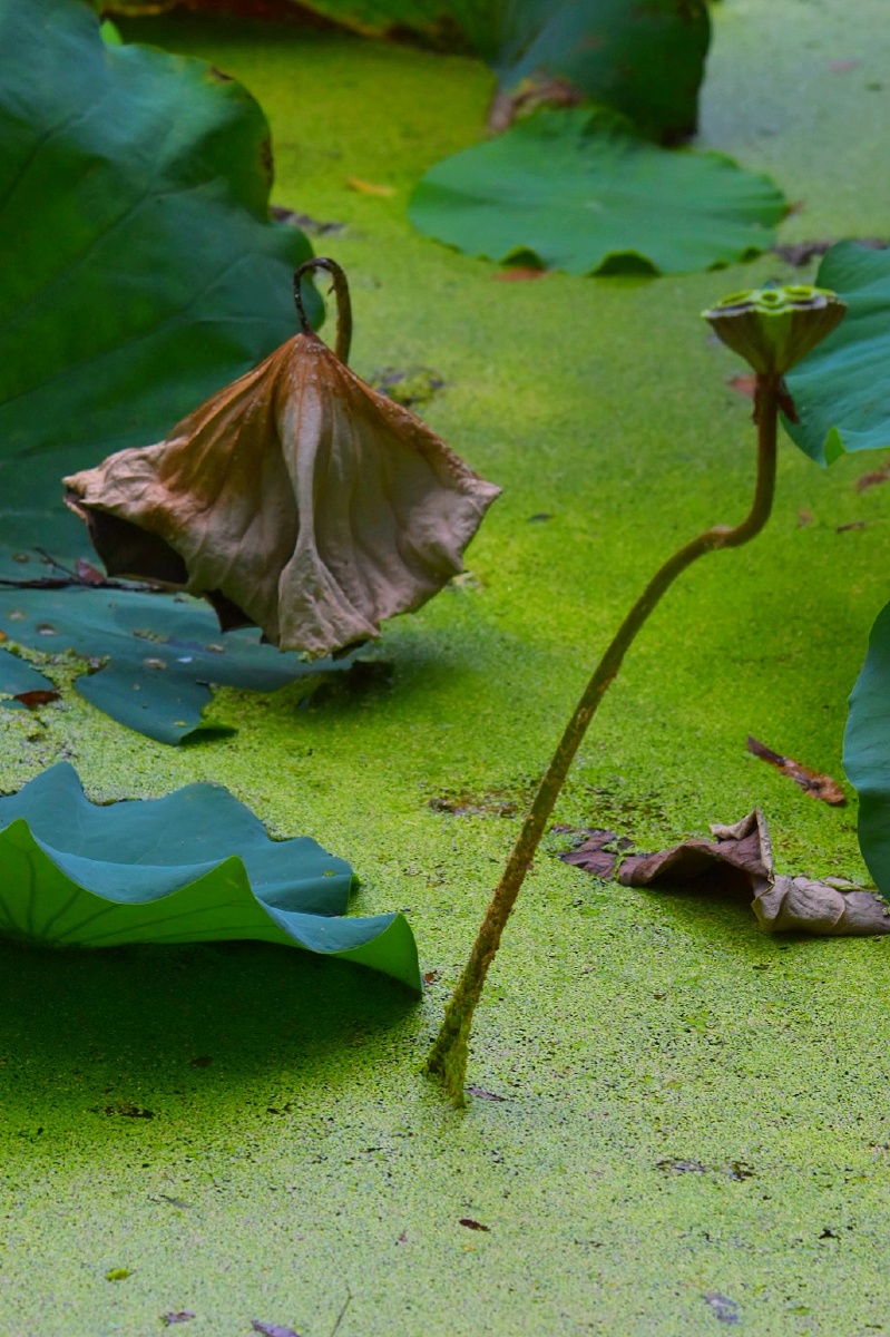 荷尽已无擎雨盖lotusesputupnoumbrellastotherain02菊残犹有傲霜枝