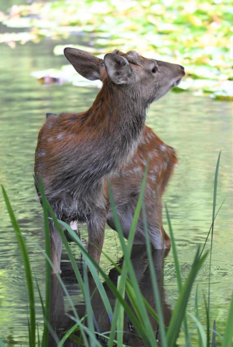 明孝陵景区巧遇出逃觅食的梅花鹿