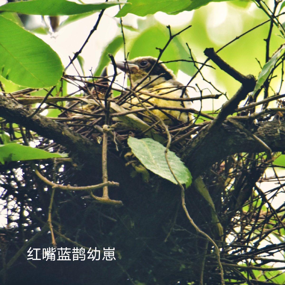 红嘴蓝鹊哺育幼崽因鸟巢在大树高处枝叶茂密很难找到好的机位希望明年