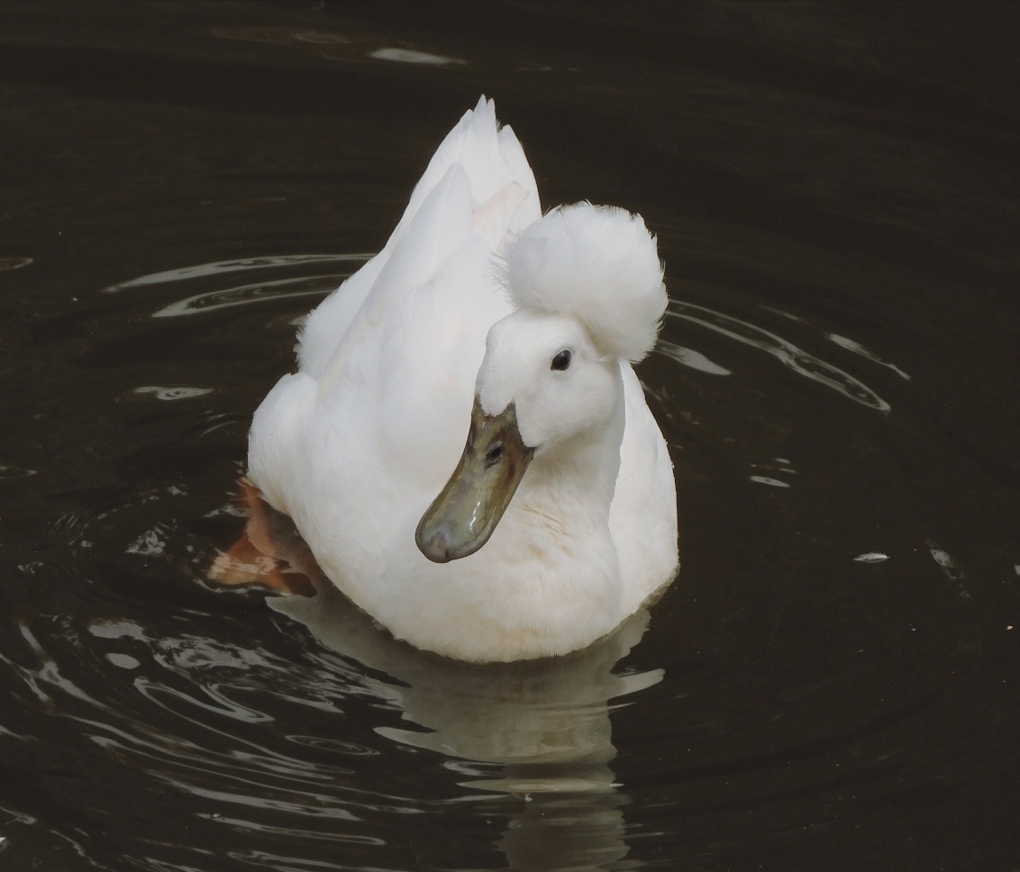 根据文献记载凤头鸭顶有高毛白毛乌骨乌嘴白毛白凤头气质优雅曾游戏