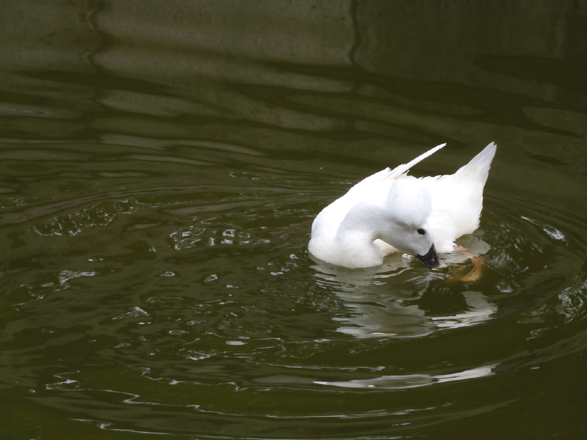 根据文献记载凤头鸭顶有高毛白毛乌骨乌嘴白毛白凤头气质优雅曾游戏