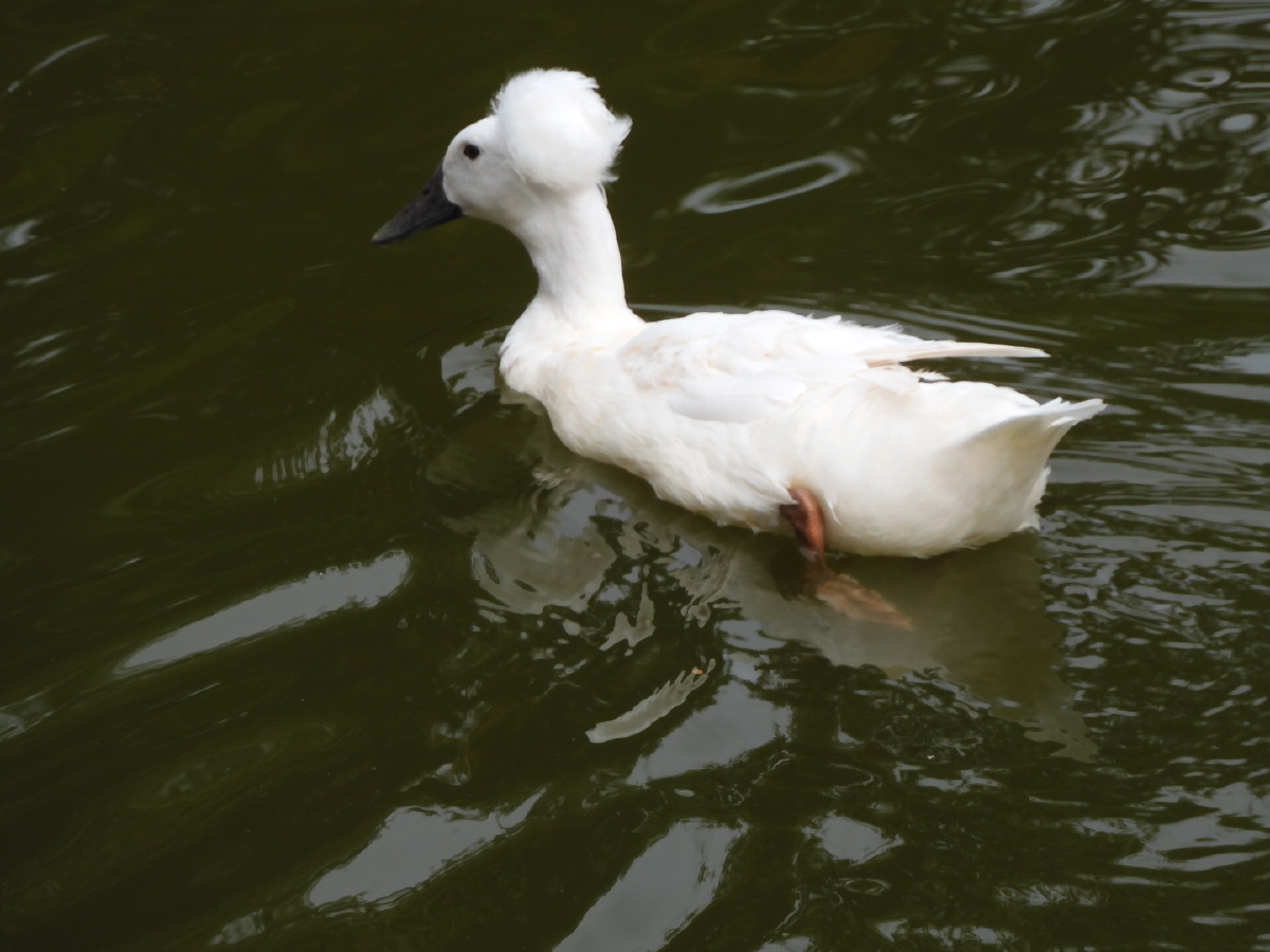 根据文献记载凤头鸭顶有高毛白毛乌骨乌嘴白毛白凤头气质优雅曾游戏