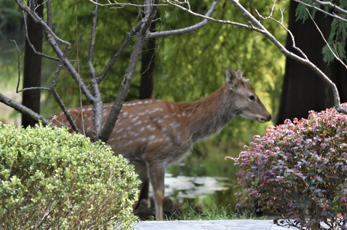 明孝陵景区巧遇出逃觅食的梅花鹿