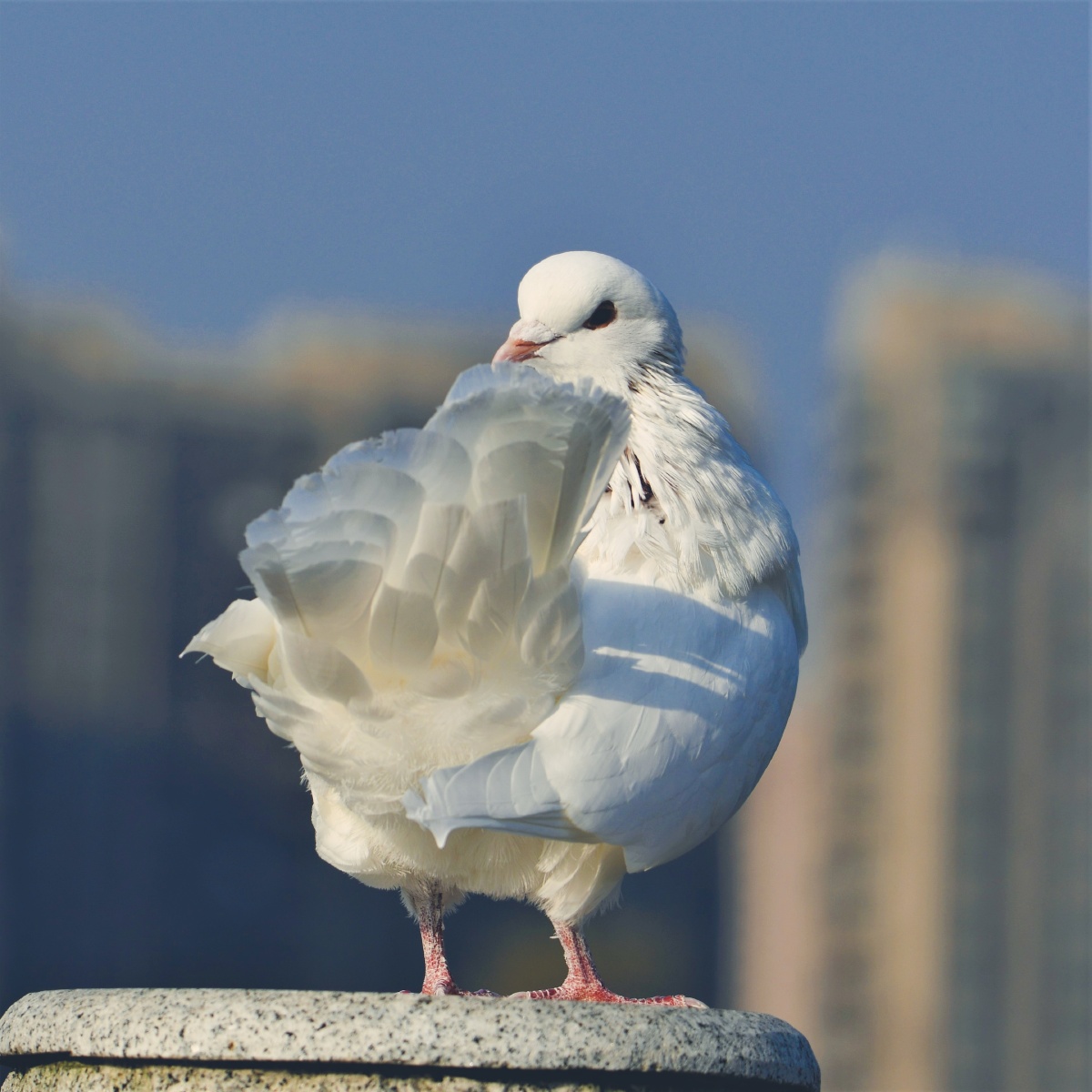 幸运的鸽子公园里遇这只宠物鸽子主人说是朋友送给她吃的她没舍得杀留