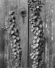 Scan-121124-11.jpg