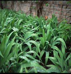 SCAN-1.jpg